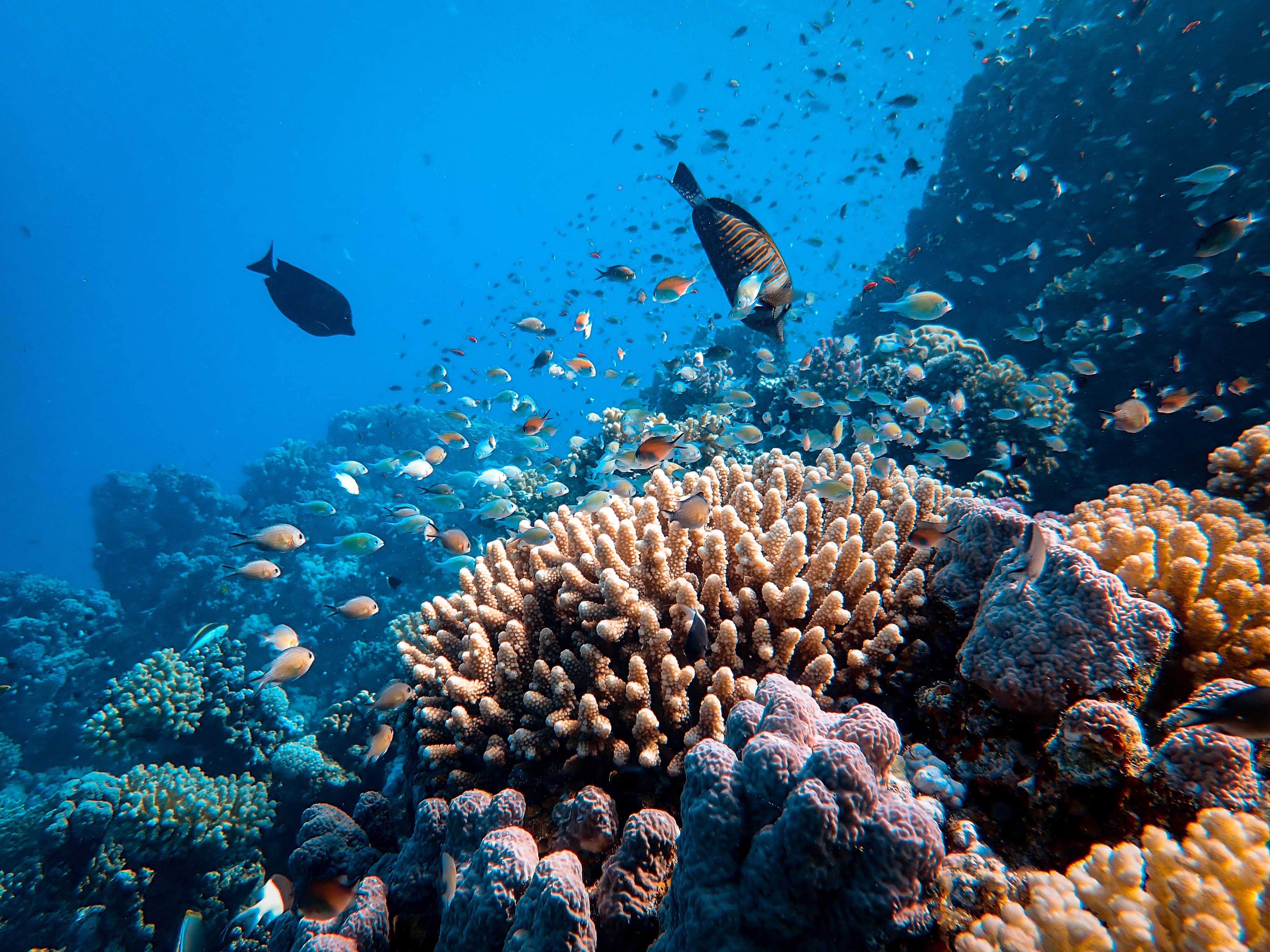 A school of fish enjoying a coral reef