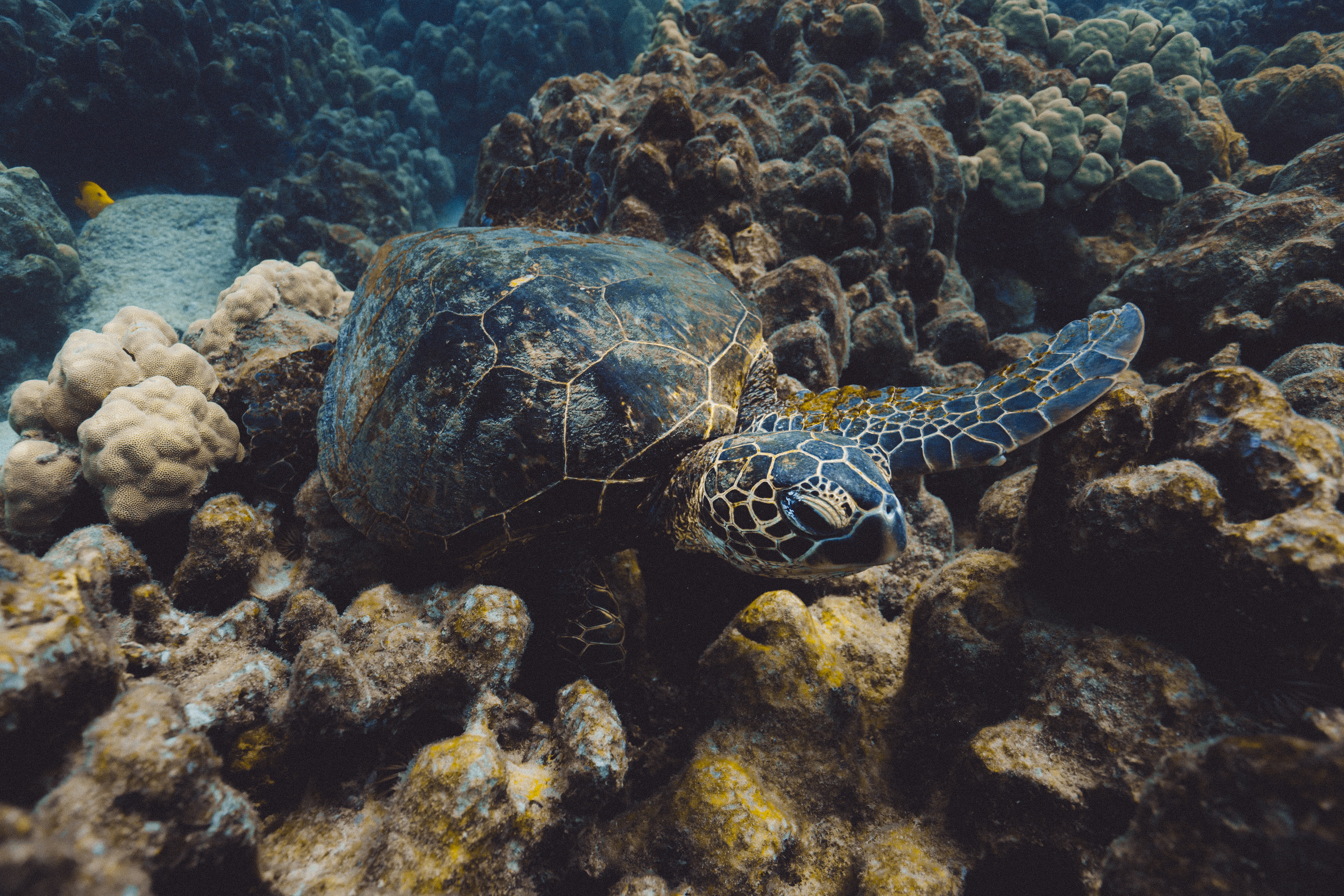 A sea turtle sitting amongst the coral